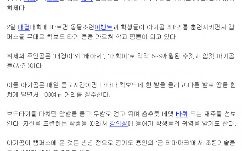 퀵보드 타고 캠퍼스 누비는 아기곰들