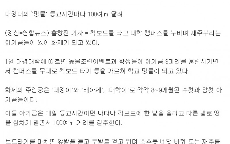 킥보드 타고 캠퍼스 누비는 아기곰들