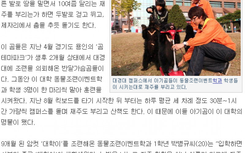킥보드 타고 캠퍼스누비는 아기곰 3마리